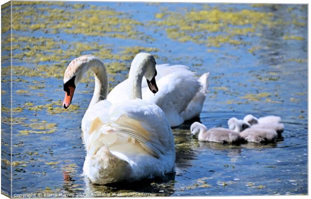 Swan and Cygnets out hunting for food  Canvas Print by Elaine Manley