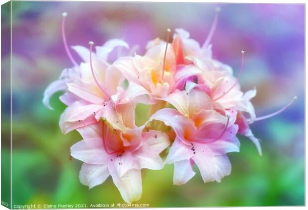     Flower   Pink Rhododrendron Canvas Print by Elaine Manley
