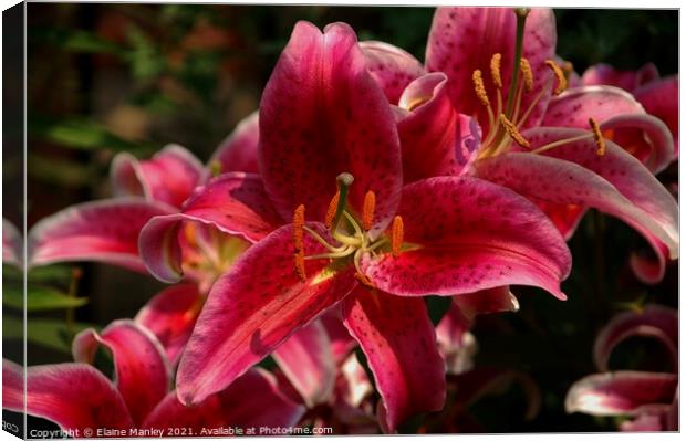 Bright Pink Day Lillies Canvas Print by Elaine Manley