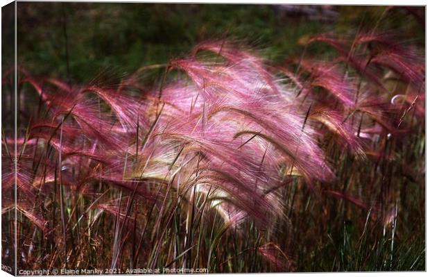  Flower   Wild Ornamental Grass Canvas Print by Elaine Manley
