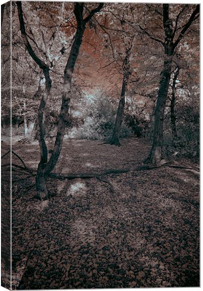 Colours of Infra Red Canvas Print by Jayesh Gudka