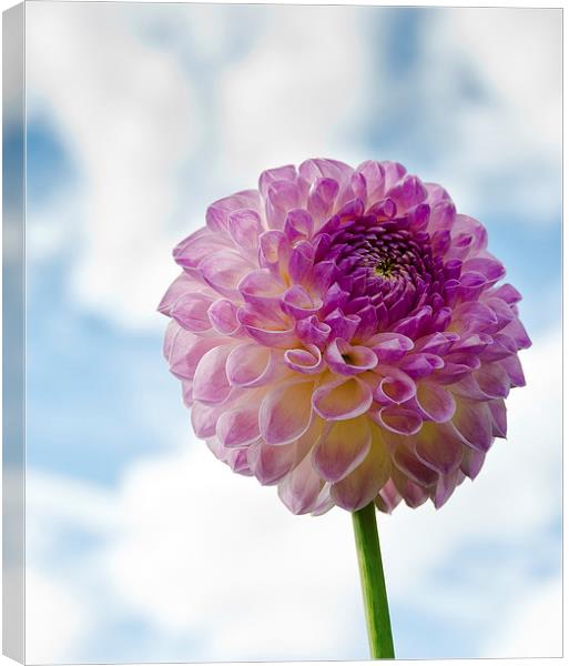  Chrysanthemum Canvas Print by Greg Marshall