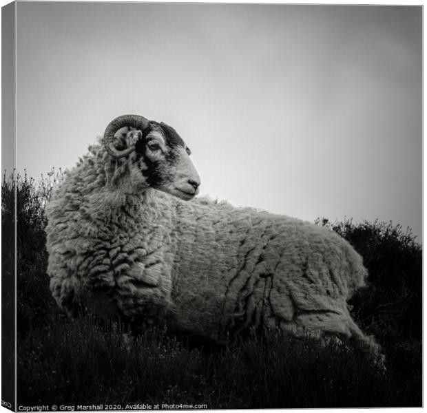 Moody Sheep in Mono Canvas Print by Greg Marshall