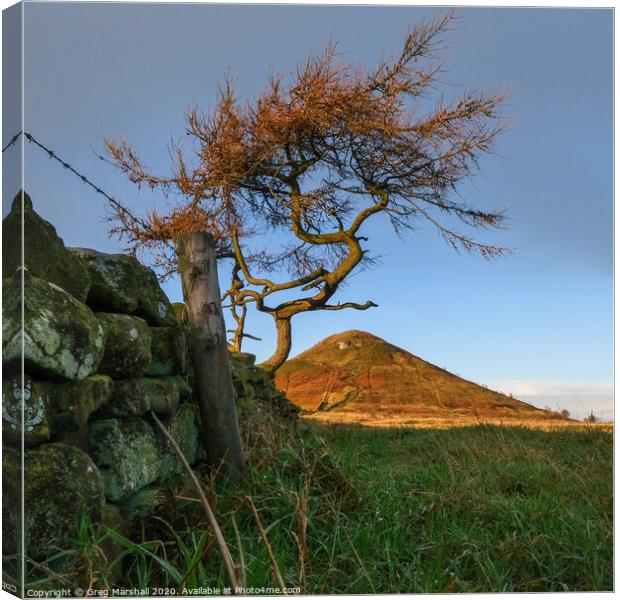 Roseberry Topping Tree Canvas Print by Greg Marshall