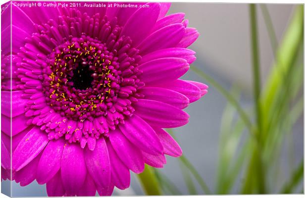 Gerbera Canvas Print by Cathy Pyle