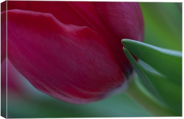Red tulip Canvas Print by Cathy Pyle