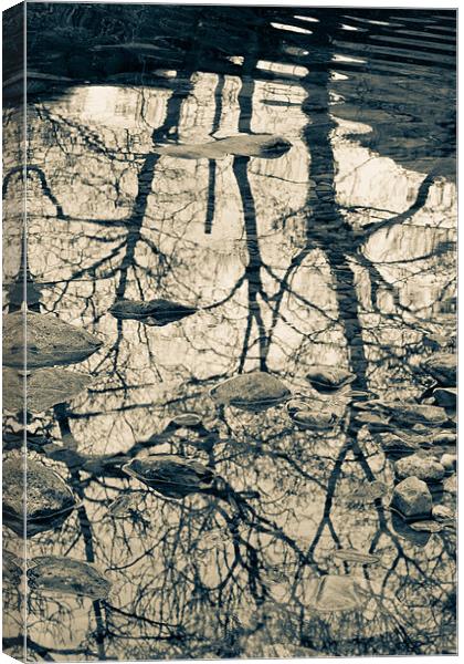 Reflected trees, with stones Canvas Print by Cathy Pyle