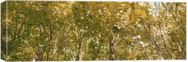 Birch in the sunlight 1 Canvas Print by Kevin Dobie