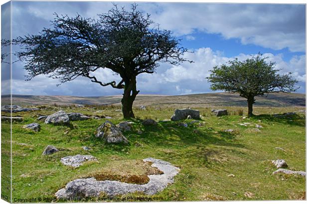 Tor Trees Canvas Print by Phil Wareham