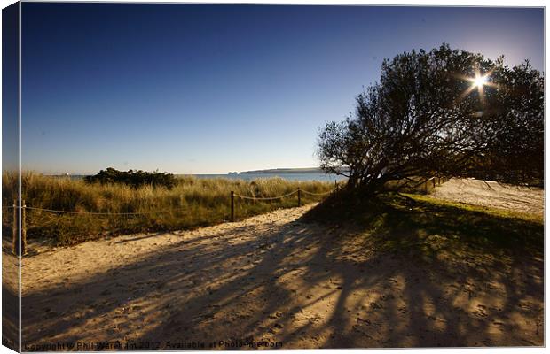 Seafront Tree Canvas Print by Phil Wareham
