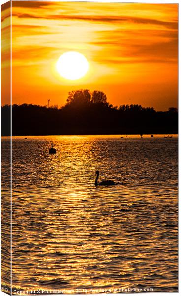 Just a swan at twilight Canvas Print by Phil Wareham