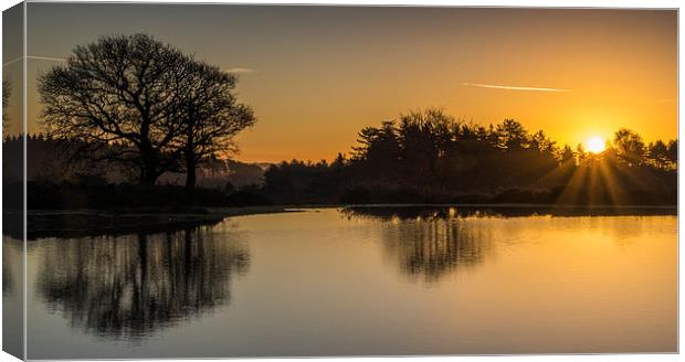 New Forest Sunrise Canvas Print by Phil Wareham