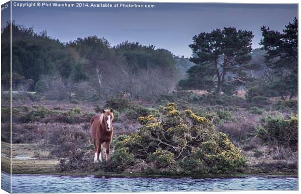New Forest Pony 2 Canvas Print by Phil Wareham
