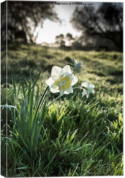 Narcissus in a field Canvas Print by Phil Wareham
