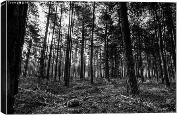Black and White Woodland Canvas Print by Phil Wareham