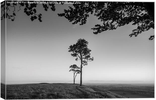 Trees on the terrace Canvas Print by Phil Wareham