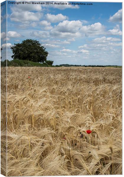 Poppy in a Cornfield Canvas Print by Phil Wareham