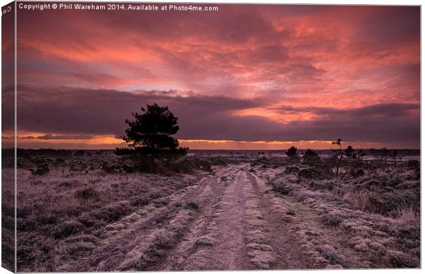  Holt Heath Canvas Print by Phil Wareham