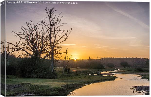  New Forest Sunrise Canvas Print by Phil Wareham