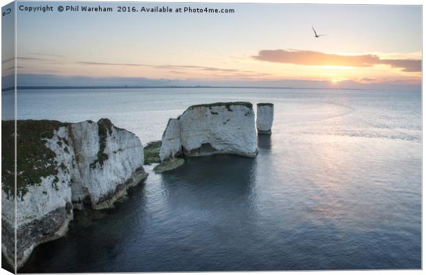 Old Harry Dawn Canvas Print by Phil Wareham