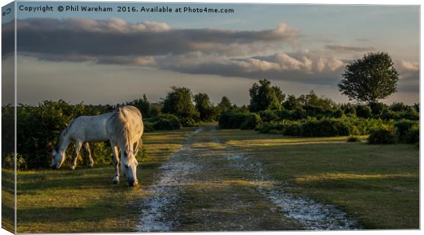 White Ponies Grazing Canvas Print by Phil Wareham