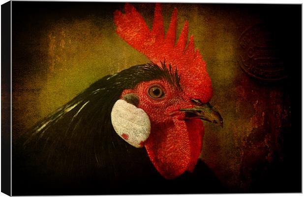 Rocky Rooster Canvas Print by Clare Colins
