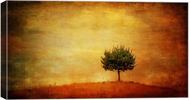 Lone Pine Canvas Print by Clare Colins