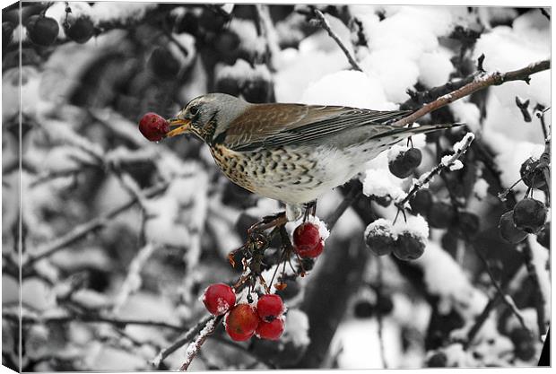 Berry Feast For Fieldfare Canvas Print by Andrew Watson