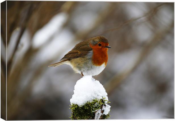 Robin on snowy stump Canvas Print by Andrew Watson