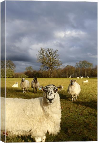 Who Are Ewe Looking At? Canvas Print by Andrew Watson
