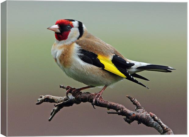 Goldfinch on branch. Canvas Print by Jack Byers