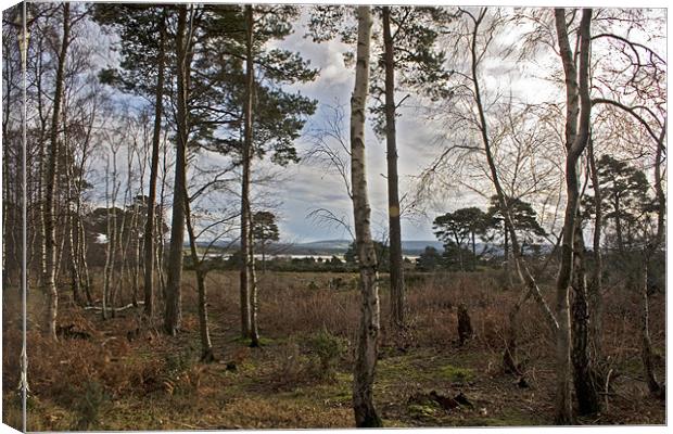 Tranquil Arne  Canvas Print by Mike Crew