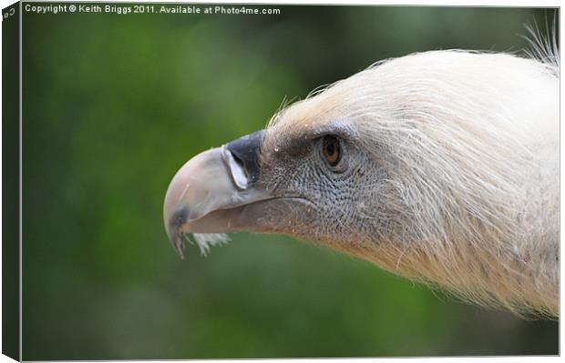 Staring eagle Canvas Print by Keith Briggs