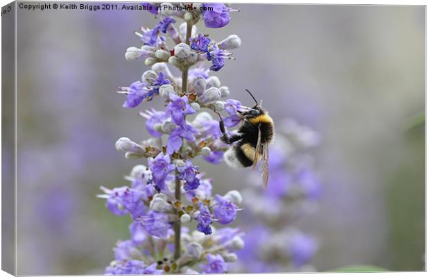 Bumble Bee Canvas Print by Keith Briggs