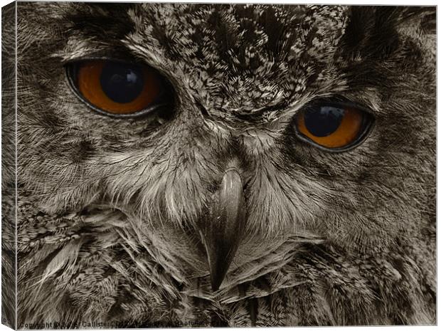 Eagle Owl Bird Of Prey Canvas Print by Julie  Chambers