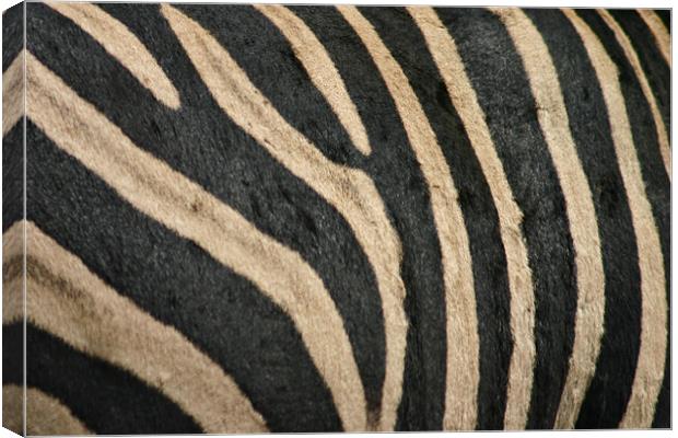 Zebra Stripes Canvas Print by helene duerden