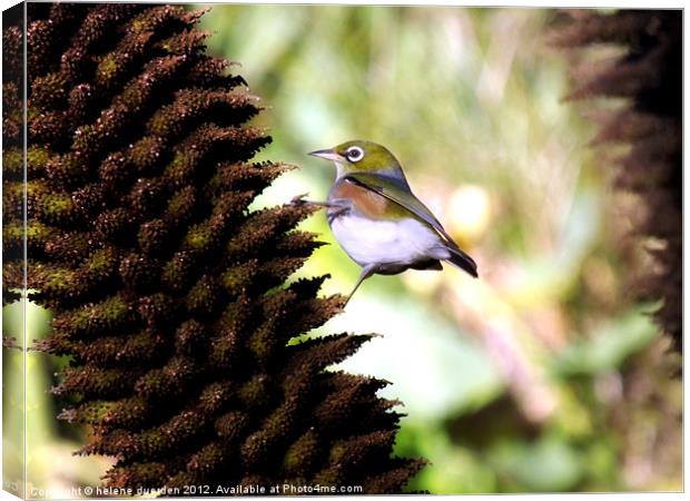 Silvereye Canvas Print by helene duerden