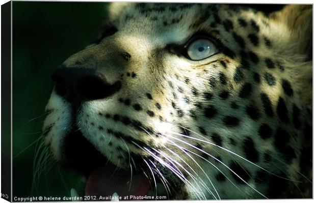 leopard eyes Canvas Print by helene duerden