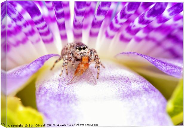 Adorable Peppered Jumper sitting on a Purple Passi Canvas Print by Sari ONeal