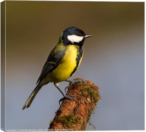 Great Tit On Perch Canvas Print by Donald Parsons