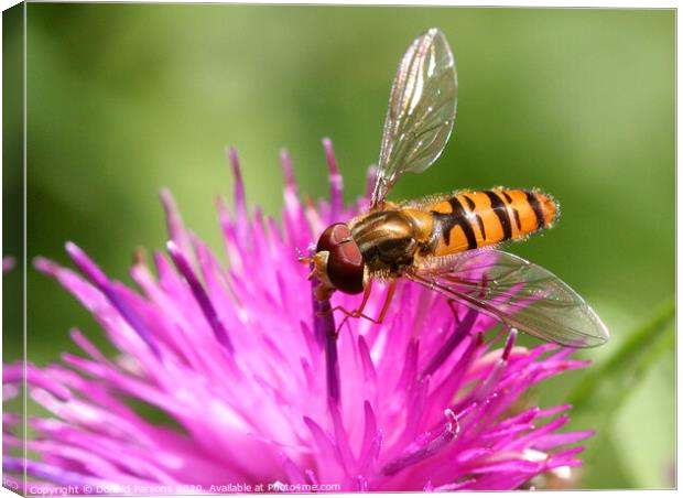 Marmalade Hoverfly Canvas Print by Donald Parsons