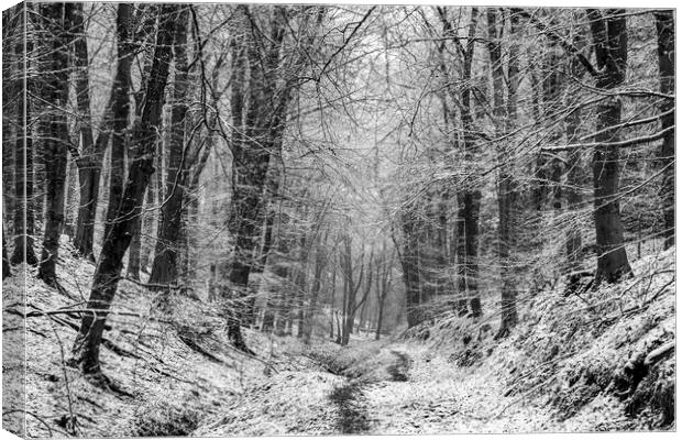 Winter Woodland No1 Canvas Print by David Tinsley