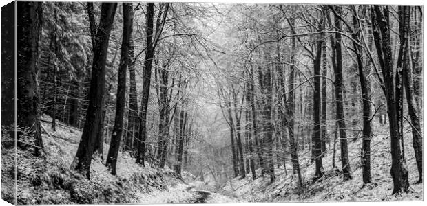 Winter Woodland Panorama Canvas Print by David Tinsley