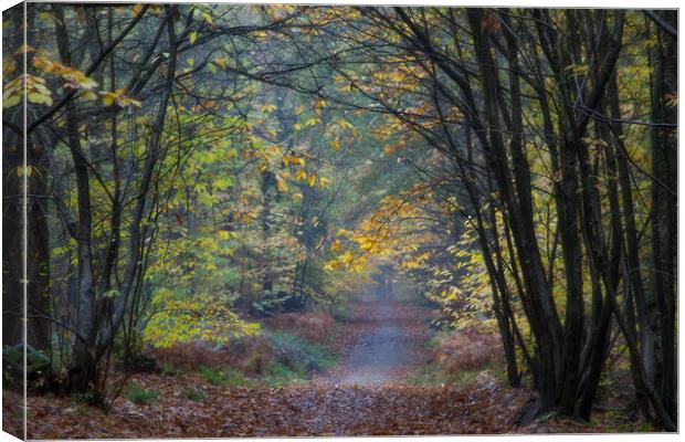 Misty Autumn Footpath Canvas Print by David Tinsley