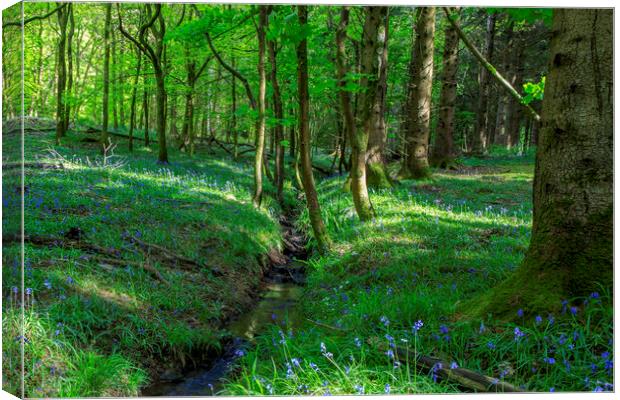 Bluebells by the stream Canvas Print by David Tinsley