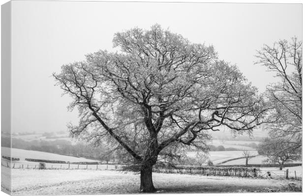 Winter Oak Canvas Print by David Tinsley