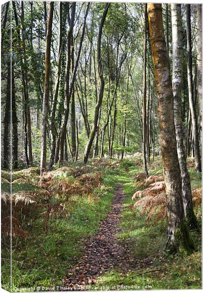 Autumn Birch Canvas Print by David Tinsley