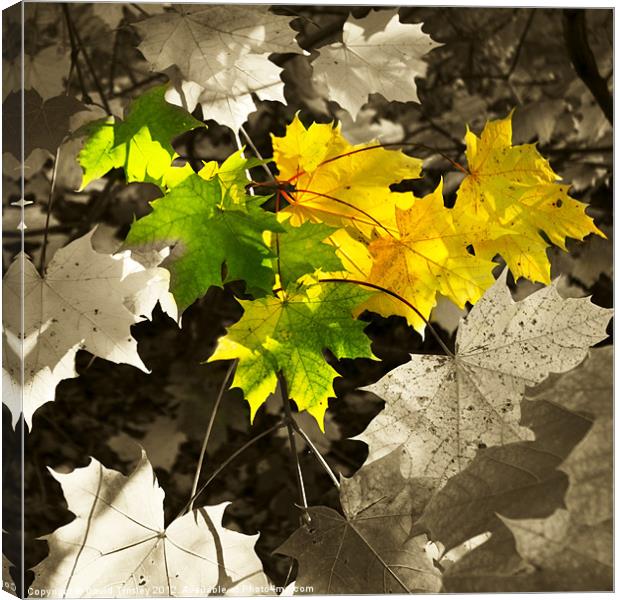 Sycamore Leaves Canvas Print by David Tinsley