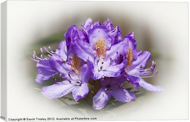 Rhododendron Bloom Canvas Print by David Tinsley