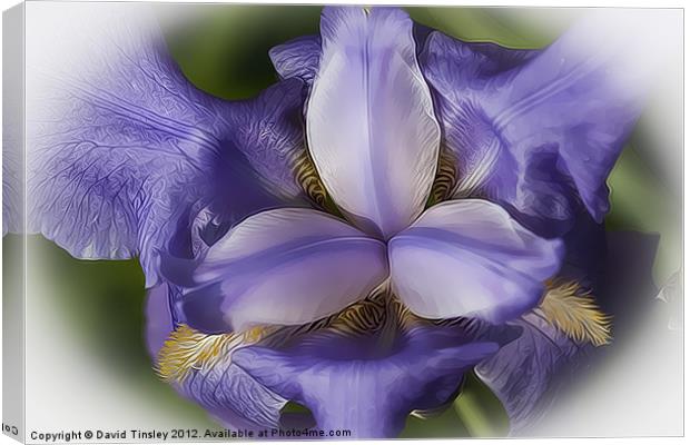 Blue Iris Stylised Canvas Print by David Tinsley